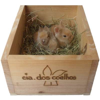 Ninho para Coelhos