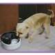 Fonte Bebedouro Pioneer Pet Feng Shui Smart Cat 110V - 1,7 Litros