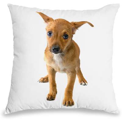 Capa para Almofada Coleção Love Dogs - Pinscher