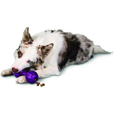 Brinquedo Amicus Waggle - Tam P
