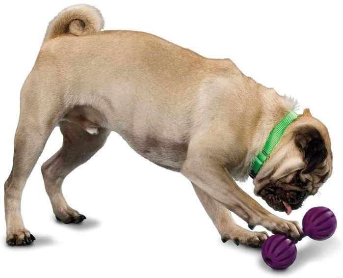 Brinquedo Amicus Waggle - Tam. M