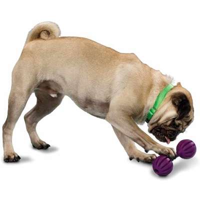 Brinquedo Amicus Waggle - Tam P