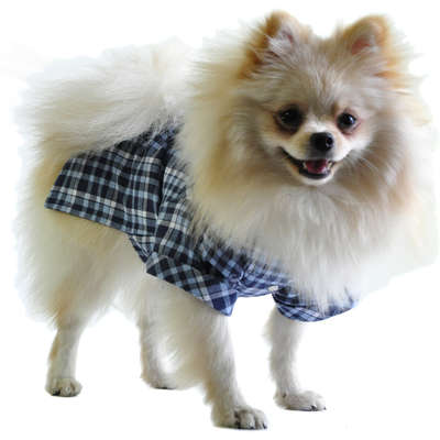 Camisa Xadrez Bichinho Chic - Azul no Cachorro