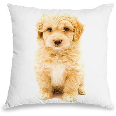 Capa para Almofada Coleção Love Dogs - Poodle