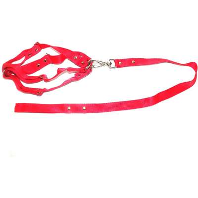 Conjunto Guia de Seda com Peitoral Vermelho - Médio