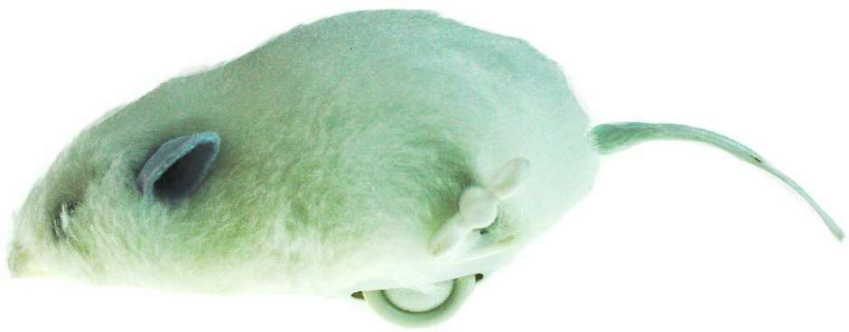 Ratinho com Corda Grande Cores Variadas - Tam. Único