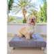 Cama ModernPet Couch