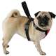 Cinto de Segurança Bag Dog Peitoral