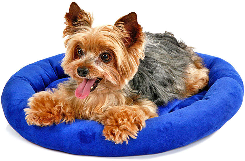 Cama Bichinho Chic Paris Azul - Tam. G