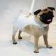 Vestido Futon Dog Noiva Lese - Branco