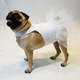 Vestido Futon Dog Noiva Lese - Branco