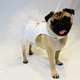 Vestido Futon Dog Noiva Lese - Branco