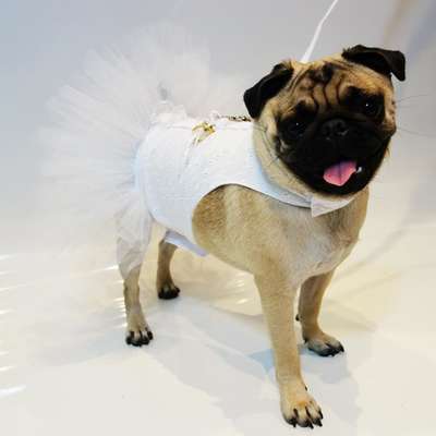 Vestido Futon Dog Noiva Lese - Branco