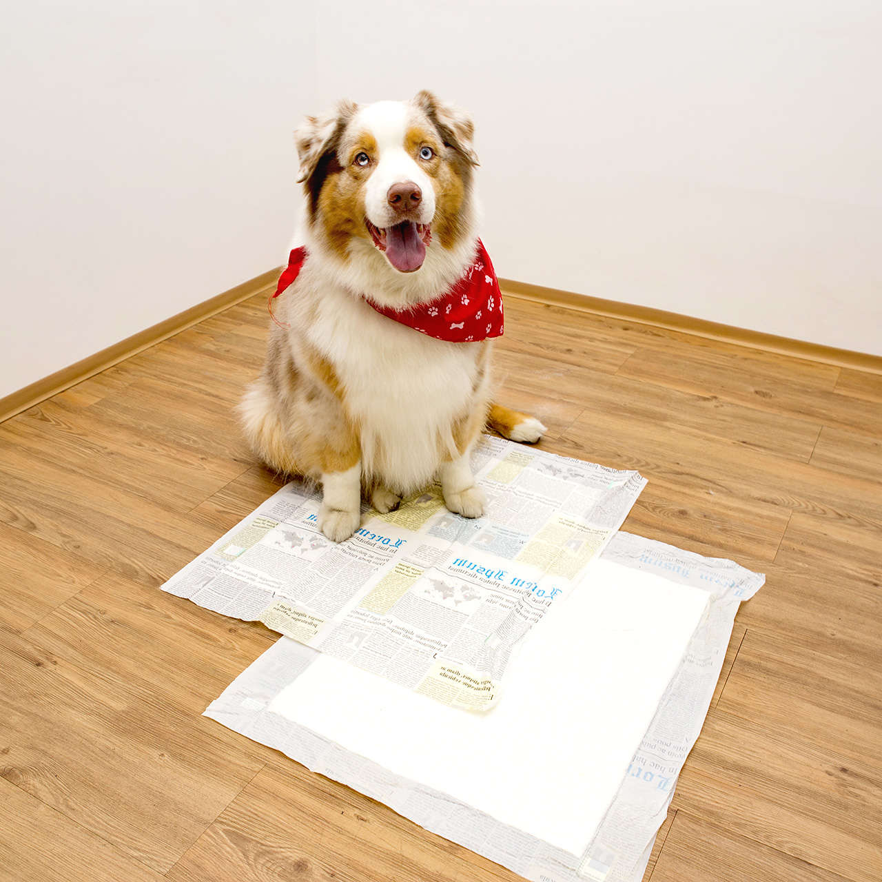 Tapete Higiênico Dog's Care The New York Dogs Grande - 30 Unidades