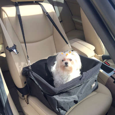 Cesto Automotivo para Cães Pet&Go Movepet - Preto