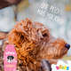 Condicionador Pet Society Beeps Hidratante