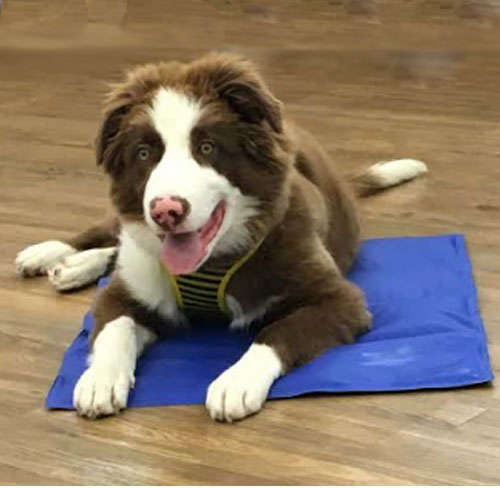Tapete Gelado Chalesco Pet Cooling Mat - Tam. G