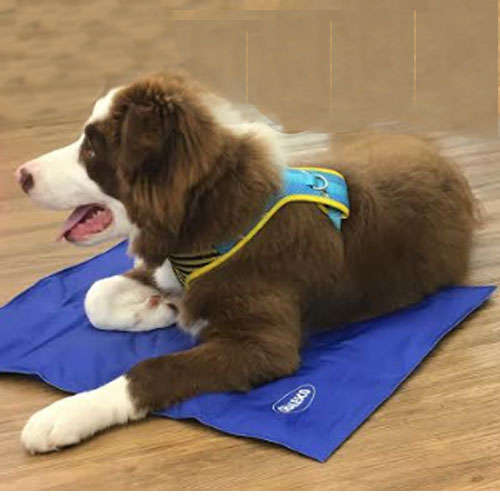 Tapete Gelado Chalesco Pet Cooling Mat - Tam. G