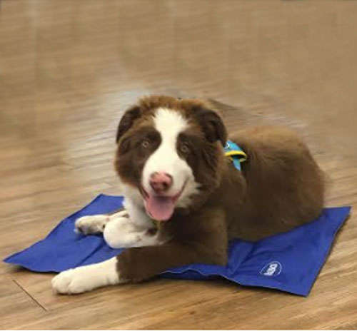 Tapete Gelado Chalesco Pet Cooling Mat - Tam. G