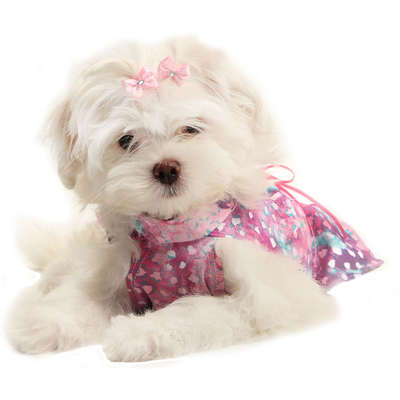 Vestido Pikorruchos Florata Tigresse para Cães