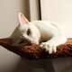 Prateleira Gatton SpaceCat Júpiter para Gatos