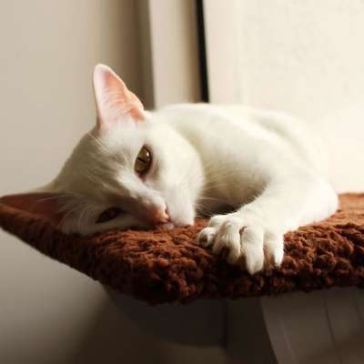 Prateleira Gatton SpaceCat Júpiter para Gatos