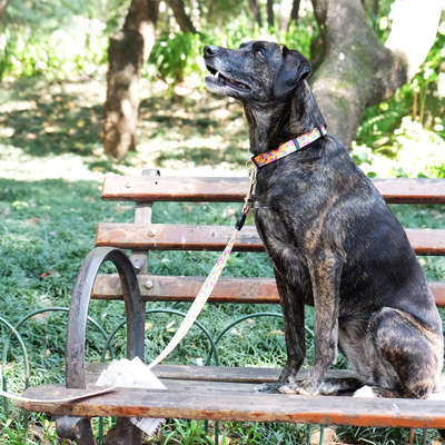 Coleira e Guia Don Dog Kiss Me