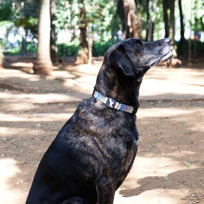 	Coleira e Guia Don Dog Mr. Willy