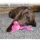 Brinquedo Kong Weave Knots Bear Vermelho para Cães