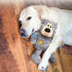 	Brinquedo Kong Wild Knots Bear Marrom para Cães