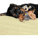 	Brinquedo Kong Wild Knots Bear Marrom para Cães