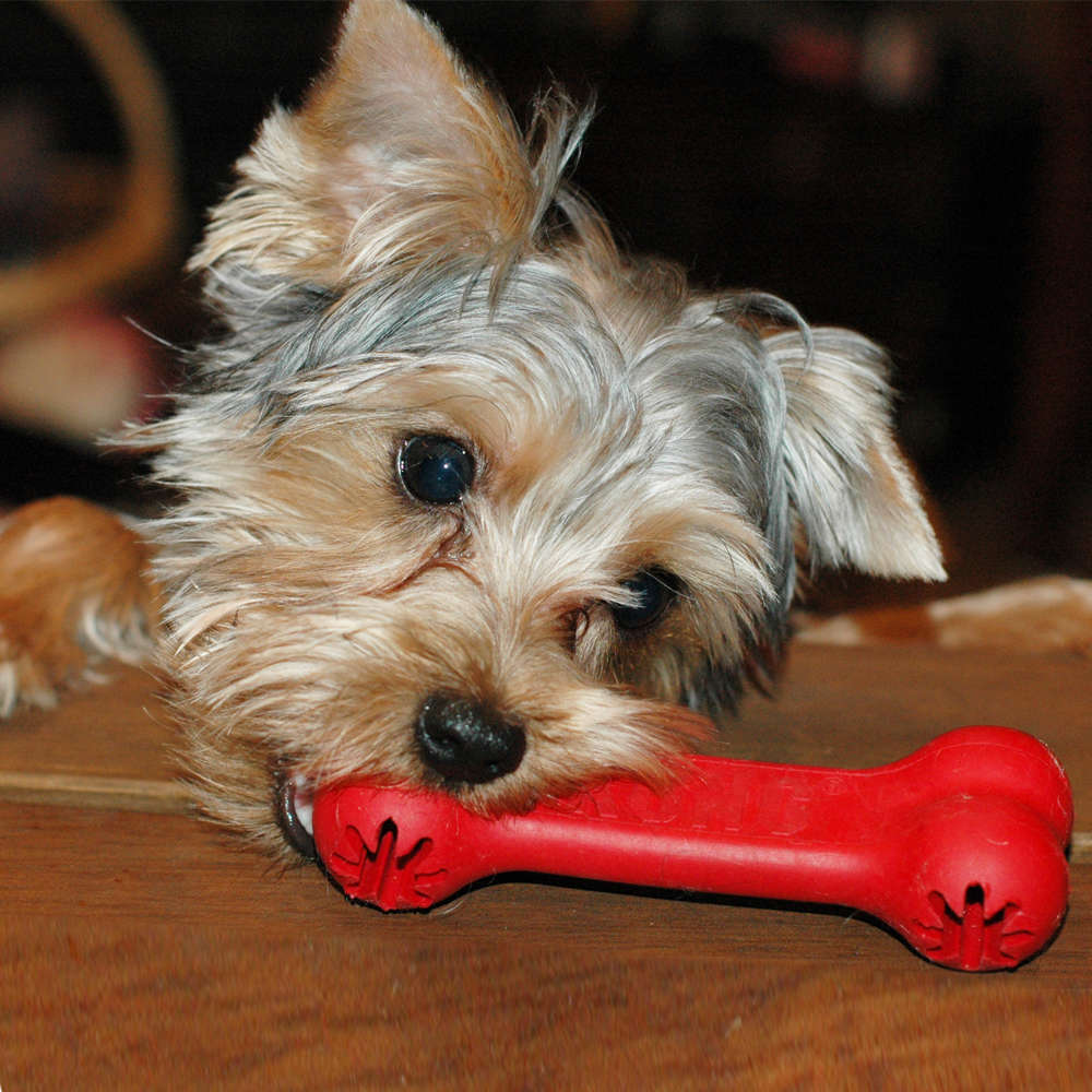 Brinquedo Interativo KONG Goodie Bone 10014 com Dispenser para Petisco Vermelho - Tam. G