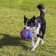 	Brinquedo Interativo Kong Funzler Roxo com Rosa para Cães