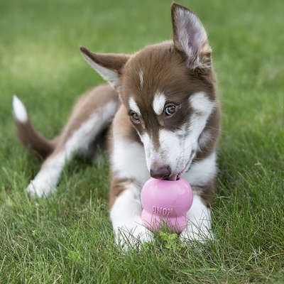 Brinquedo Interativo Kong Puppy com Dispenser de Ração ou Petisco para Filhotes -  Tam. EP