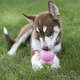 Brinquedo Interativo Kong Puppy com Dispenser de Ração ou Petisco para Filhotes - Tam. M
