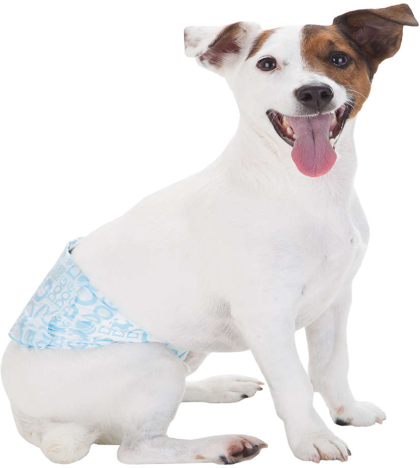 Faixa Absorvente Dog's Care Ecofralda Gel para Macho com 12 Unidades - Tam. G