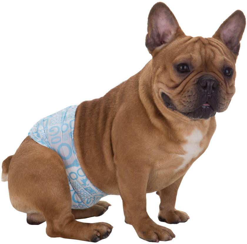 Faixa Absorvente Dog's Care Ecofralda Gel para Macho com 12 Unidades - Tam. P