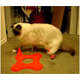 Brinquedo JW Cat Magneticat