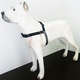 Peitoral K-9 Spirit de Treinamento Preto