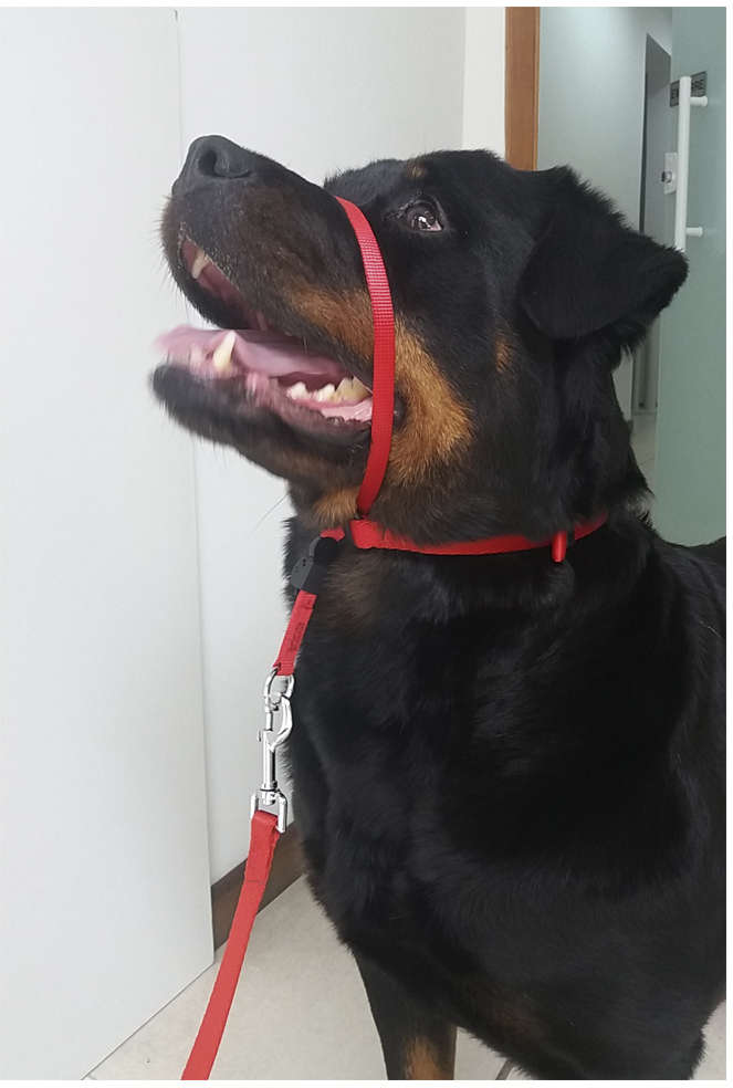 Coleira K-9 Spirit Cabresto Vermelha - Tam. M