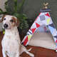 Casa Step Dog Oca Comics