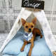 Casa Step Dog Oca Citadino