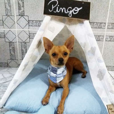 Casa Step Dog Oca Citadino