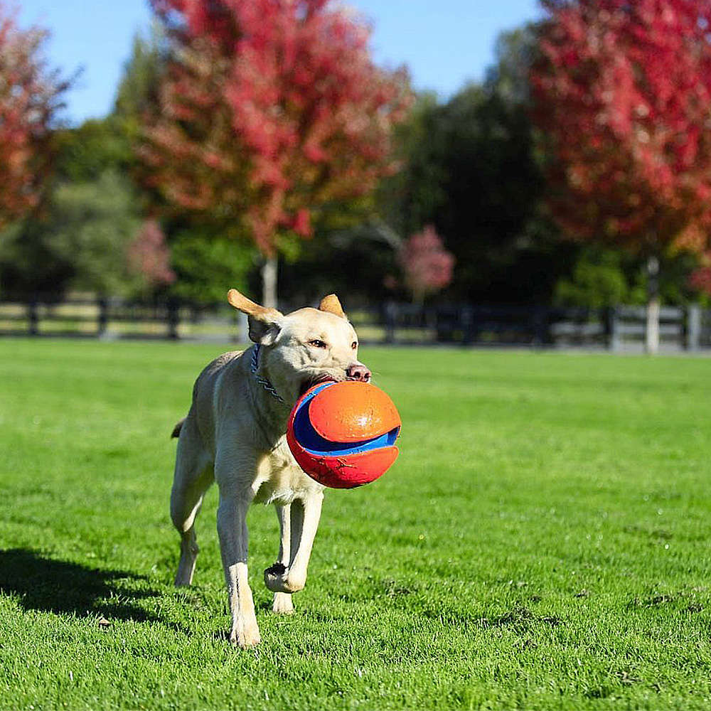 Brinquedo Chuckit Bola Kick Fetch - Tam. G