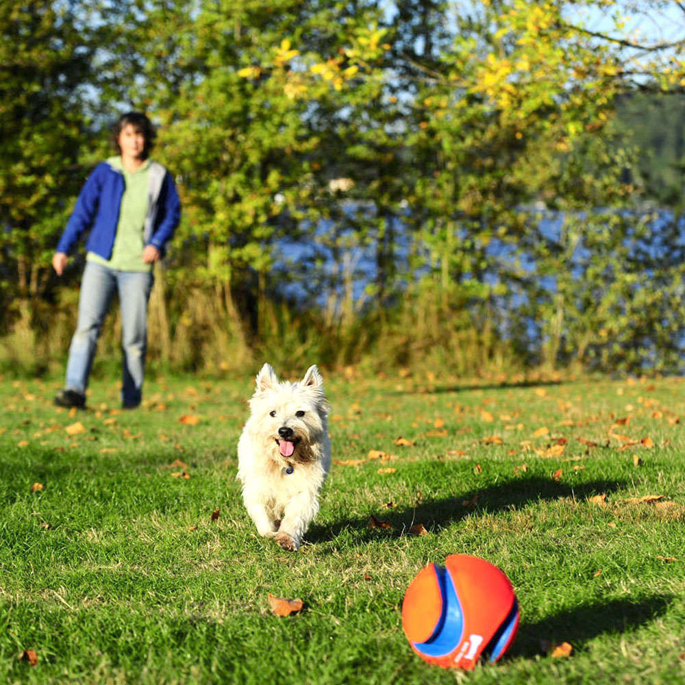 Brinquedo Chuckit Bola Kick Fetch - Tam. G