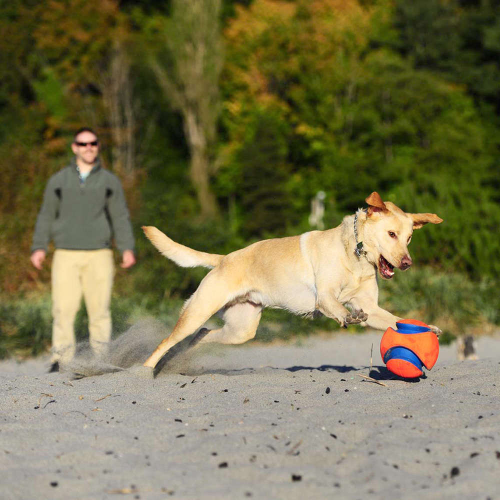 Brinquedo Chuckit Bola Kick Fetch - Tam. G