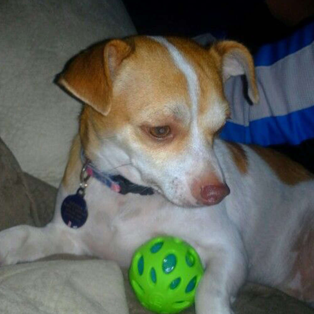 Brinquedo JW Crackle Ball Verde - Tam. M