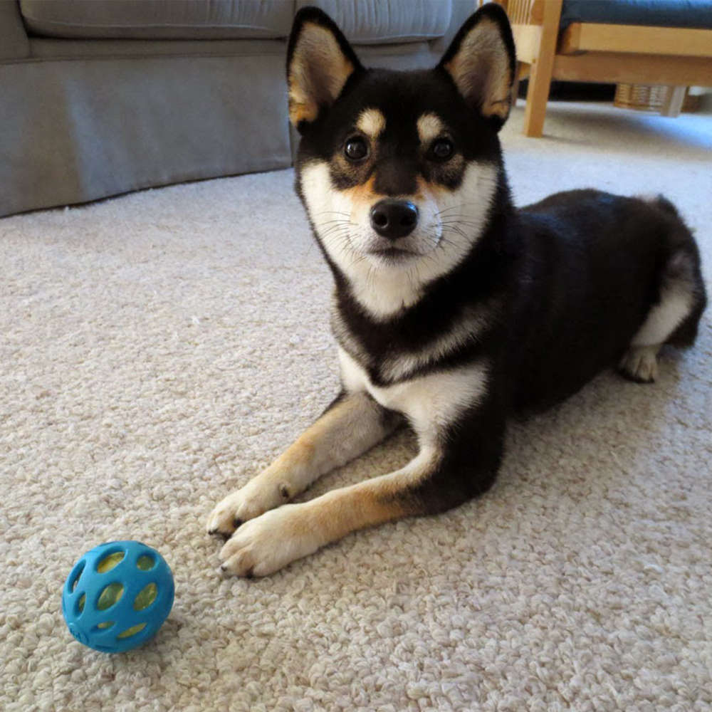 Brinquedo JW Crackle Ball Azul - Tam. M