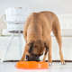 Comedouro e Bebedouro Outward Hound Fun Feeder Lento Laranja