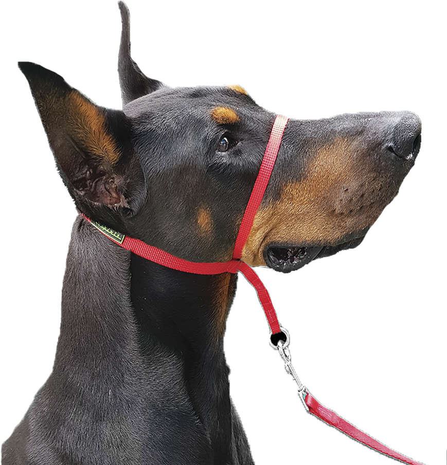 Coleira K-9 Spirit Cabresto Vermelha - Tam. M